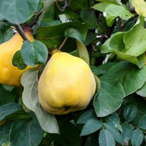 Айва грушевидная Буйнакская крупноплодная
