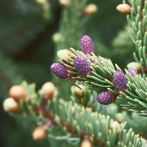Ель Черная 20-40 см