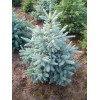 Саженец Ели колючая голубая Кейбаб (Pungens Glauca Kaibab) (саженец до 40 см)