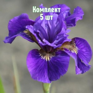 Комплект 5шт / Ирис сибирский Рафелд Вельвет