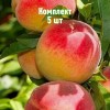 Саженцы Персика Снакр - 5 шт.: фото и описание