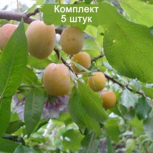 Комплект 5шт / Слива Утро (Ранняя/Желтая)