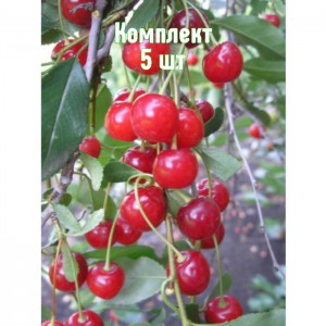 Комплект 5шт / Вишня Градская