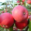 Яблоня Алтайская красавица - 5 шт.: фото и описание
