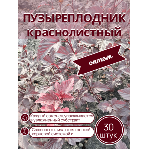 Пузыреплодник краснолистный /опт 30 шт саженцы