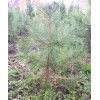 Сеянец сосны Крымская  до 20 см