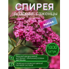 Спирея розовая / опт 1000 штук