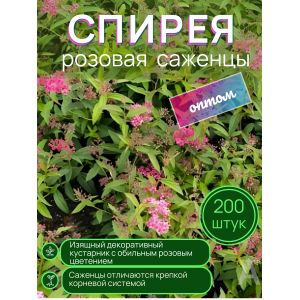 Спирея розовая / опт 200 штук