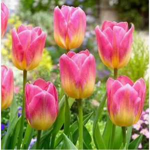 Тюльпан Том Поус (Tom Pouce)