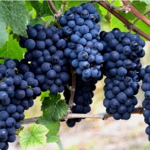 Виноград Каладок